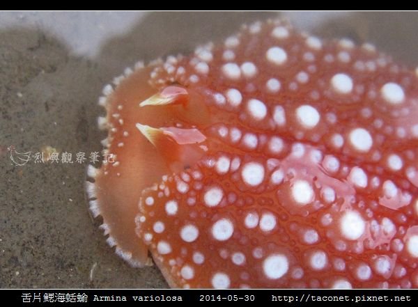 舌片鰓海蛞蝓 Armina variolosa_09.jpg