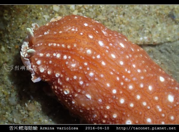 舌片鰓海蛞蝓 Armina variolosa_16.jpg