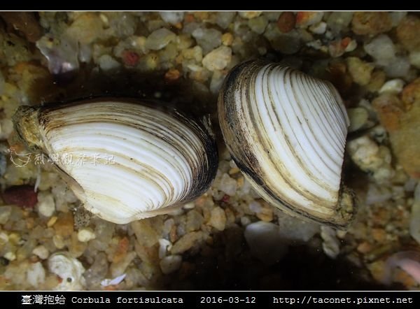 臺灣抱蛤 Corbula fortisulcata_01.jpg