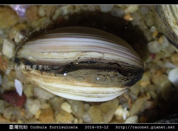 臺灣抱蛤 Corbula fortisulcata_03.jpg