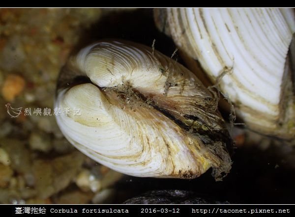 臺灣抱蛤 Corbula fortisulcata_04.jpg