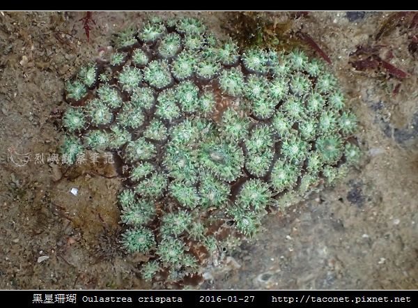 黑星珊瑚 Oulastrea crispata_05.jpg