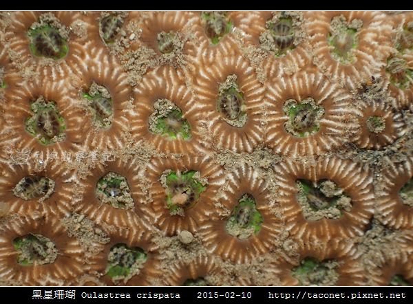 黑星珊瑚 Oulastrea crispata_07.jpg