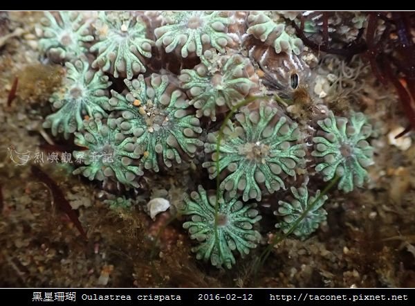 黑星珊瑚 Oulastrea crispata_08.jpg