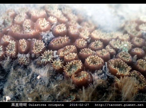 黑星珊瑚 Oulastrea crispata_10.jpg