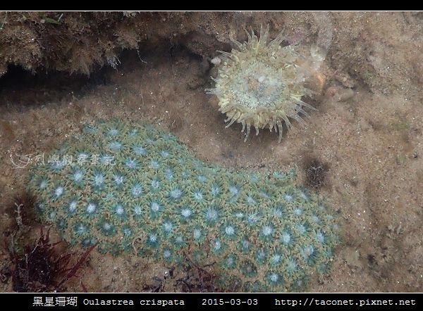 黑星珊瑚 Oulastrea crispata_11.jpg