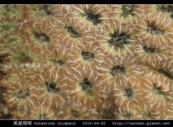 黑星珊瑚 Oulastrea crispata_14.jpg