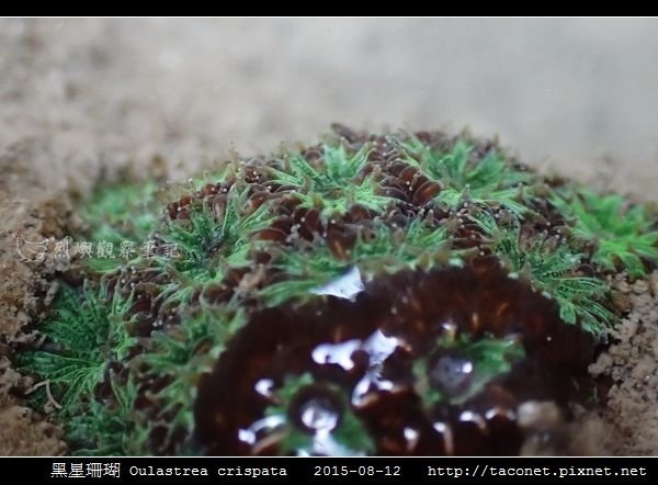 黑星珊瑚 Oulastrea crispata_17.jpg