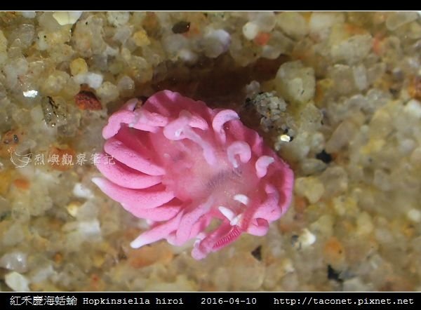 紅禾慶海蛞蝓 Hopkinsiella hiroi_02.jpg