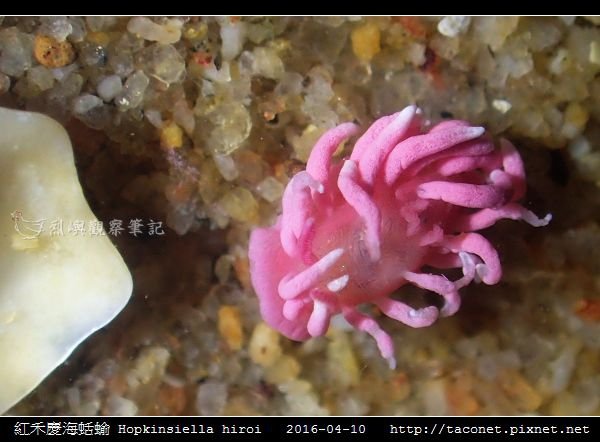 紅禾慶海蛞蝓 Hopkinsiella hiroi_03.jpg