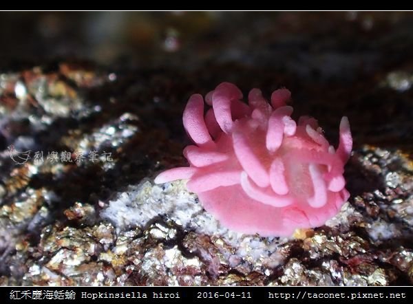 紅禾慶海蛞蝓 Hopkinsiella hiroi_06.jpg