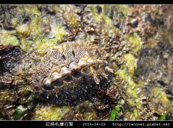 紅條毛膚石鱉 Acanthochiton rubrolineatus_01.jpg