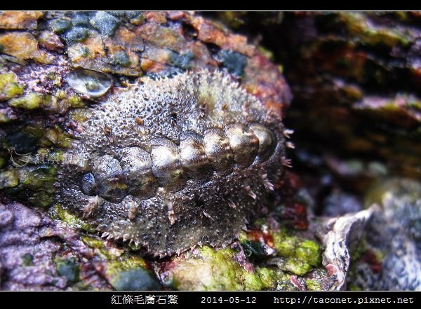 紅條毛膚石鱉 Acanthochiton rubrolineatus_02.jpg