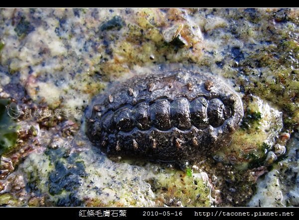紅條毛膚石鱉 Acanthochiton rubrolineatus_04.jpg