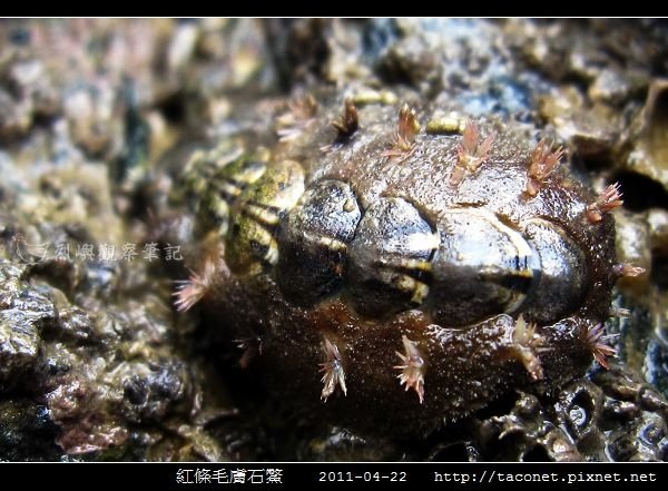 紅條毛膚石鱉 Acanthochiton rubrolineatus_05.jpg