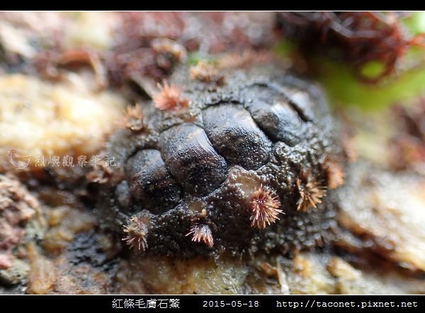 紅條毛膚石鱉 Acanthochiton rubrolineatus_06.jpg