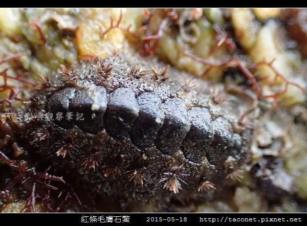 紅條毛膚石鱉 Acanthochiton rubrolineatus_07.jpg