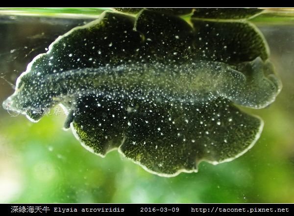 深綠海天牛 Elysia atroviridis_07.jpg