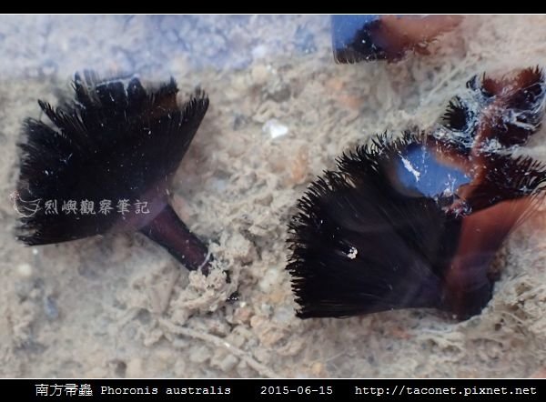 南方帚蟲 Phoronis australis_04.jpg