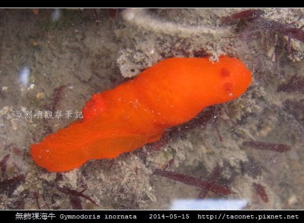 無飾祼海牛 Gymnodoris inornata_01.jpg