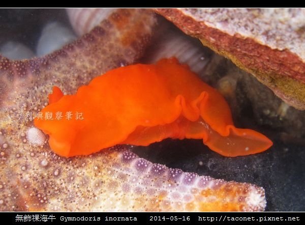 無飾祼海牛 Gymnodoris inornata_04.jpg