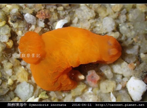 無飾祼海牛 Gymnodoris inornata_06.jpg