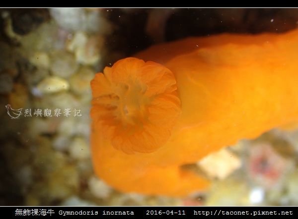 無飾祼海牛 Gymnodoris inornata_07.jpg