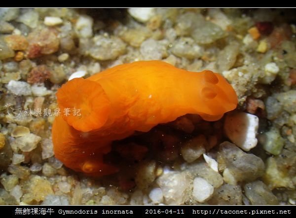 無飾祼海牛 Gymnodoris inornata_08.jpg