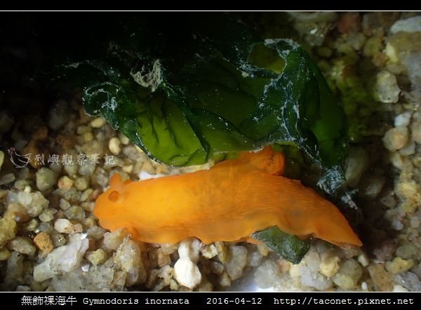 無飾祼海牛 Gymnodoris inornata_12.jpg