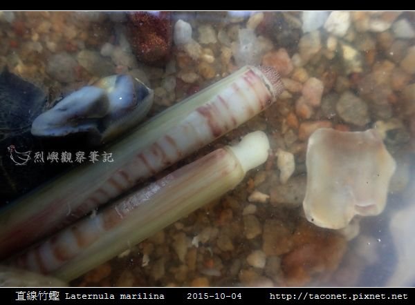 直線竹蟶 Laternula marilina_03.jpg