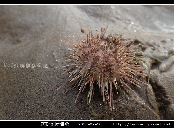 芮氏刻肋海膽 Temnopleurus reevesii_01.jpg