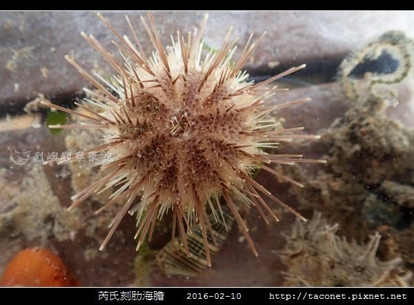 芮氏刻肋海膽 Temnopleurus reevesii_02.jpg