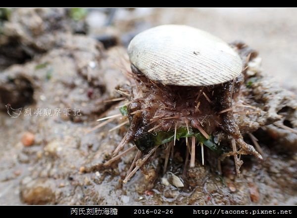 芮氏刻肋海膽 Temnopleurus reevesii_03.jpg