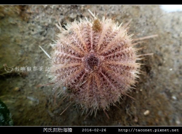 芮氏刻肋海膽 Temnopleurus reevesii_06.jpg