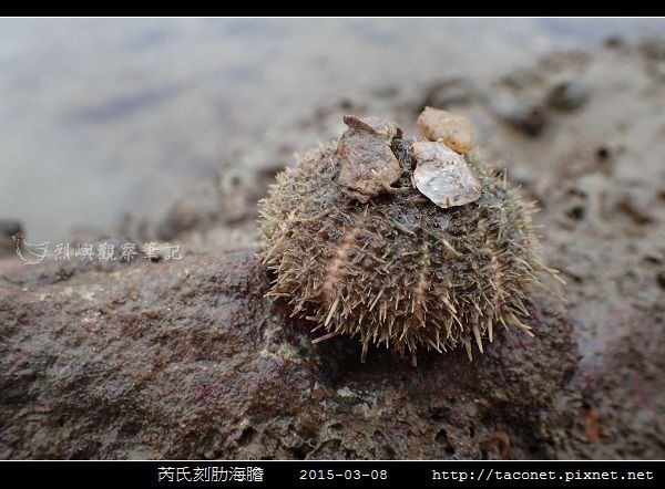 芮氏刻肋海膽 Temnopleurus reevesii_09.jpg