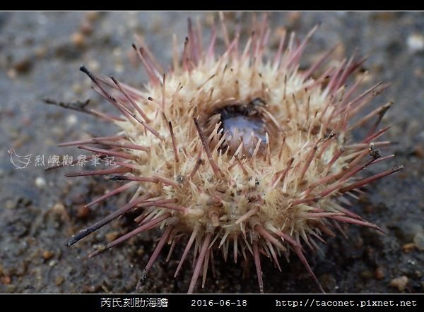 芮氏刻肋海膽 Temnopleurus reevesii_14.jpg