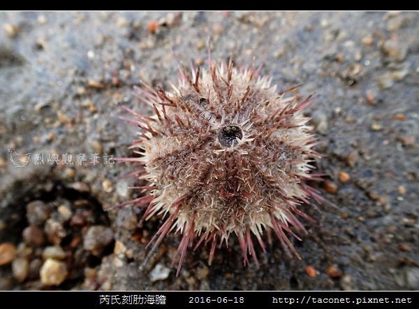 芮氏刻肋海膽 Temnopleurus reevesii_13.jpg