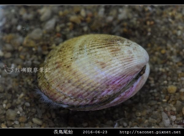 長鳥尾蛤 Vasticardium elongatum_02.jpg