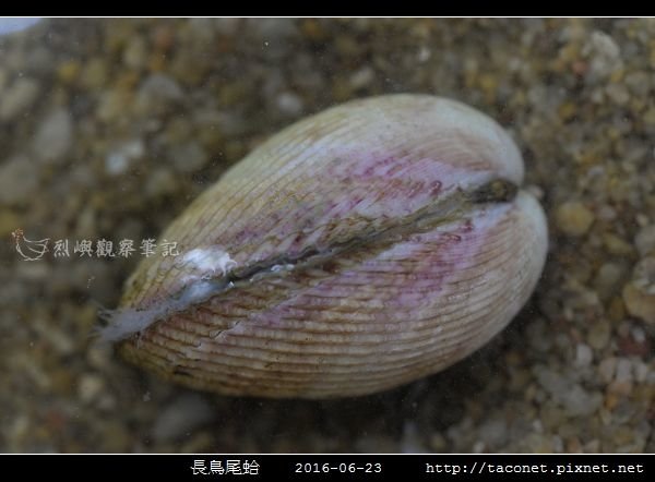 長鳥尾蛤 Vasticardium elongatum_01.jpg