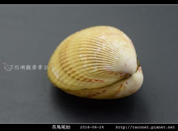 長鳥尾蛤 Vasticardium elongatum_03.jpg