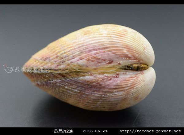 長鳥尾蛤 Vasticardium elongatum_07.jpg