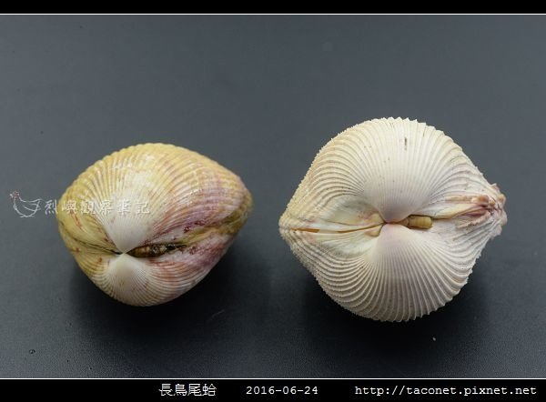 長鳥尾蛤 Vasticardium elongatum_11.jpg