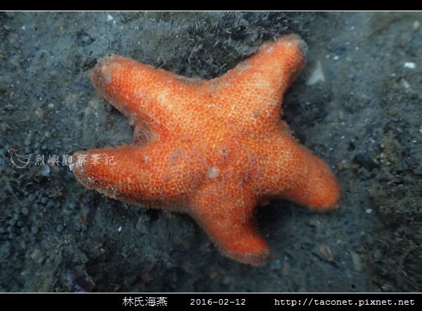 林氏海燕 Asterina limboonkengi_07.jpg