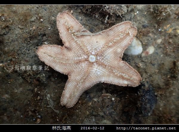 林氏海燕 Asterina limboonkengi_09.jpg