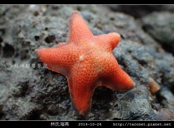 林氏海燕 Asterina limboonkengi_14.jpg