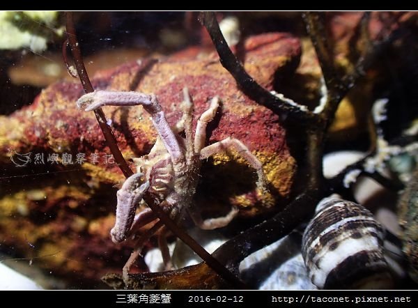 三葉角菱蟹 Ceratocarcinus trilobatu_01.jpg