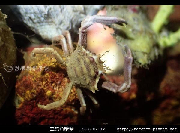 三葉角菱蟹 Ceratocarcinus trilobatu_04.jpg