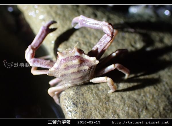 三葉角菱蟹 Ceratocarcinus trilobatu_06.jpg