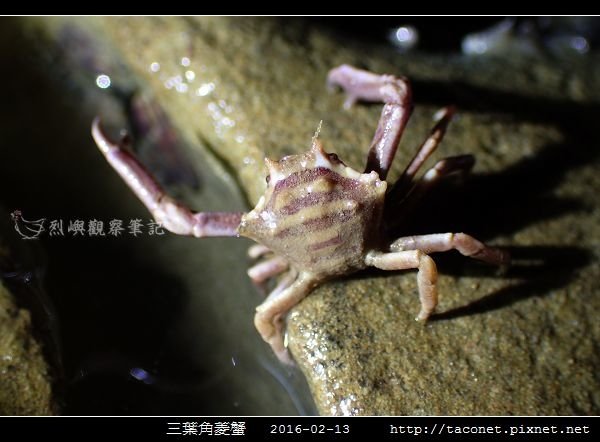 三葉角菱蟹 Ceratocarcinus trilobatu_05.jpg