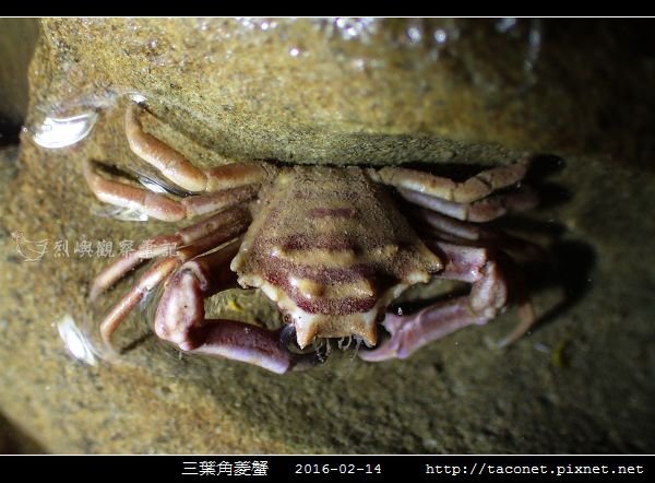 三葉角菱蟹 Ceratocarcinus trilobatu_07.jpg